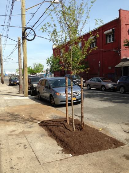 Red Hook street tree. Photo: Lindsay Campbell