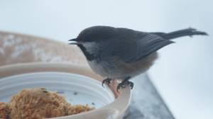 Boreal chickadee at a feeder. Photo: Wayne Hall