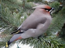 Bohemian waxwing. Photo: Wayne Hall