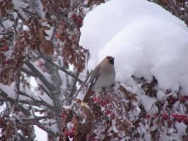 Waxwing on a snowy mountain ash. Photo: Wayne Hall