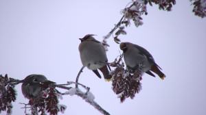 Waxwings on mountain ash. Photo: Wayne Hall