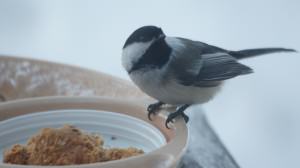 Clack-capped chickadee. Photo: Wayne Hall