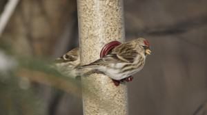 Common redpoll on a feeder. Photo: Wayne Hall