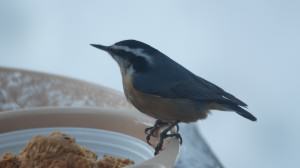 Red breasted nuthatch. Photo: Wayne Hall