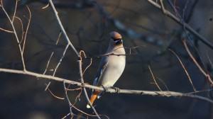 Waxwing on an ash. Photo: Wayne Hall