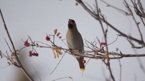 Waxwing eating a mountain ash berry. Photo: Wayne Hall