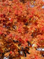 Mountain ash in autumn colors. Photo: Wayne Hall