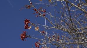 Mountain ash berries, a favorite waxwing food. Photo: Wayne Hall
