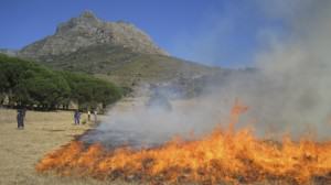 Contemporary fire management and use: a prescribed burn on the lower slopes of Devil’s Peak, Table Mountain as part of an ecological restoration project. Photo: Penelope Waller