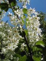 Chokeberry blossoms. Photo: Wayne Hall