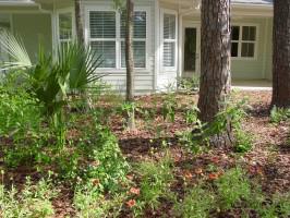 Native plants used for landscaping in a front yard; no turfgrass was used (Madera subdivision – Gainesville, FL). Photo by Glenn Acomb