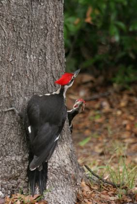 Pileated woodpeckers foraging on a tree. Woodpeckers use trees for both foraging and nesting.  Courtesy of UF/IFAS, Thomas Wright. 