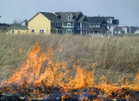 To promote native plant regeneration, a prescribed fire burns near the Prairie Crossing conservation development, Illinois. Photo by Mike Sands