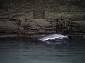 The Gowanus Canal dolphin. Photo: Brandon Rosenblum http://www.flickr.com/photos/wesbran/sets/72157632606818159/