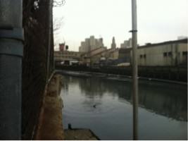 The Gowanus Canal. Photo by Emilie Ruscoe/Gothamist, http://gothamist.com/2013/01/25/bdolphin_reportedly_stranded_in_the.php#photo-10