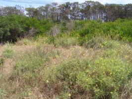 Exotic afforestation to fix dunes near Quequèn, south of Buenos Aires. Photo: A. Faggi