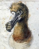 Dead as a Dodo. Painting of a Dodo head by Cornelius Saftleven 1638, believed to be one of the last illustrations made of a live Dodo. Credit: Wikipedia Commons