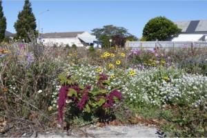 Wildflowers at Worcester Street, Stanmore corner, 2012 Photo: Colin Meurk 