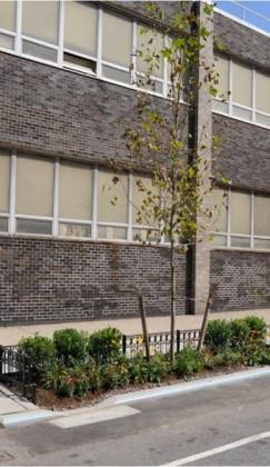 Street Tree Bioswale on Dean Street in Brooklyn. Credit: NYC DPR