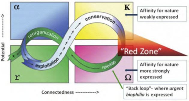 The adaptive cycle, meant to be a tool for thought, focuses attention upon processes of destruction and reorganization, which are often neglected in favor of growth and conservation. In this adaptation, urgent biophilia is modeled.  For more on the adaptive cycle, see the Resilience Alliance website.