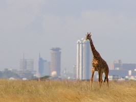 A Giraffe in Nairobi National Park. Photo: Wikipedia Commons