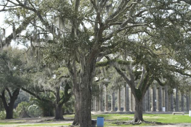 New Orleans is famous for its live oak lined streets. After Hurricane Katrina, restorative topophilia could be observed via residents leveraging place attachment and taking action to restore New Orleans’ sense of place. This was especially visible as a greening “rebirth” movement sprang up and included tree planting and tree rescues, especially of iconic live oak trees, some of which are over 100 years old. Photo: Keith Tidball