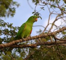 Aratinga leucophthalma (Statius Muller, 1776). ©  Dario Sanches