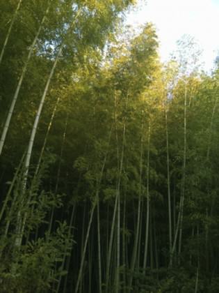 Bamboo patch in Tsu City Japan serves as a kind of memorial to forested coastal places themselves, a ‘remembering the importance of nature’ and ‘build back better’ theme in post 3-11 Japan. Photo: Keith Tidball.