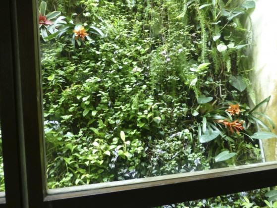 This is one of the many biodiversity-filled windows in Dr Thomas Easaw’s house in Singapore. Photo: Cheryl Chia, National Parks Board, Singapore