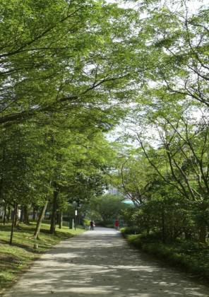 Tree-lined and shrub-lined park connector in Singapore. Photo: National Parks Board, Singapore