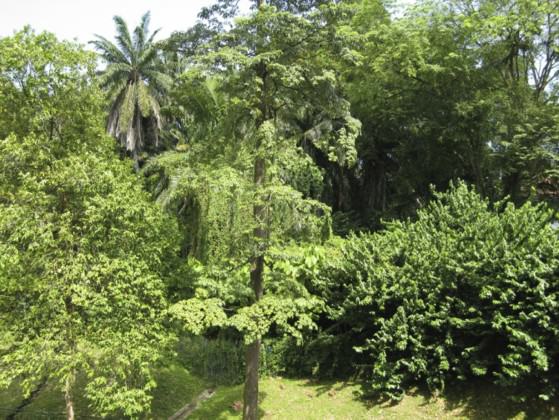 Greenery around the Singapore Chinese Girls’ School in Singapore. Photo: Lena Chan, National Parks Board, Singapore