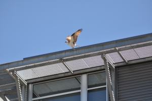 Osprey in Tanner Springs Park. Photo: Mike Houck