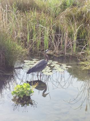 Great Blue Heron and reflection in Tanner Springs. Photo: Mike Houck