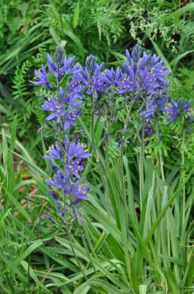 Camas, Tanner Springs Park. Photo: Mike Houck