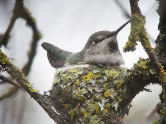 Anna's Hummingbird female on nest. Photo: Mike Houck.