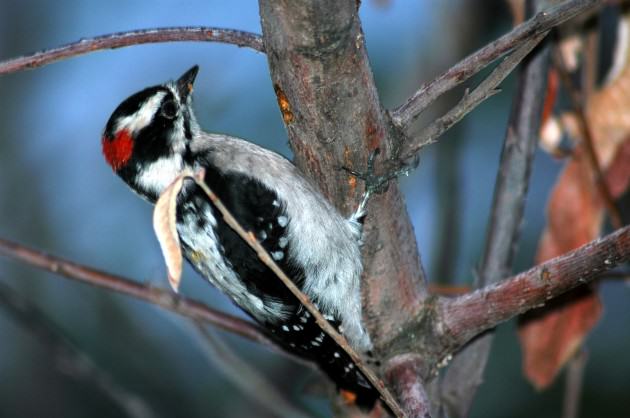 Downy woodpecker. Photo: Mike Houck