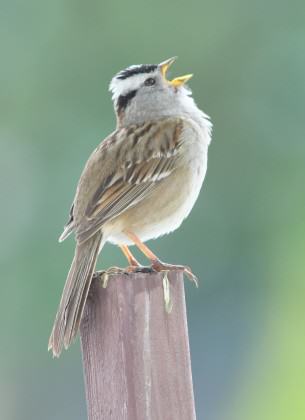 White crowned sparrow at Heron Pointe. Photo: Mike Houck