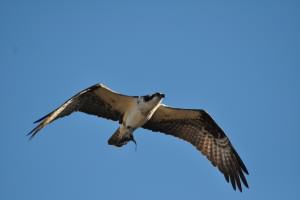 Osprey with fish. Photo: Mike Houck