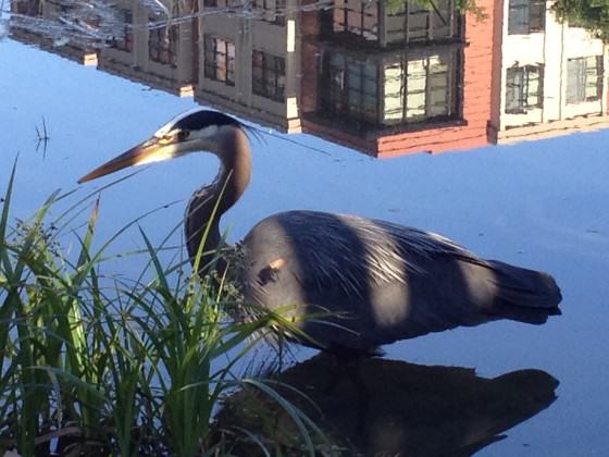 Heron at Tanner Spring. Photo: Michael Abbate