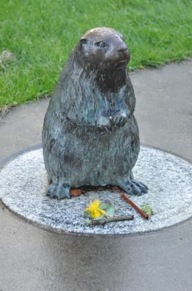 Heron Pointe Beaver. Photo: Mike Houck