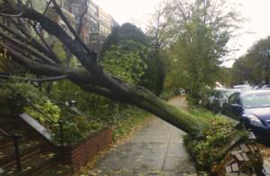 Storm-toppled trees Credit: http://activerain.com/blogsview/3497976/washington-dc-real-estate-closings-post-sandy-may-require-reinspection