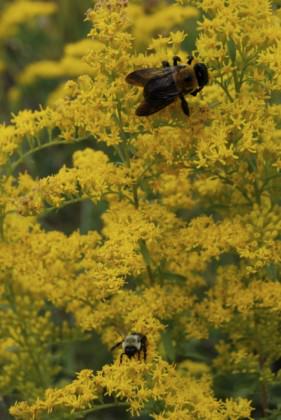 Bees visiting goldenrod flowers on a school green roof in the Bronx, New York City.  Photo: Matt Palmer