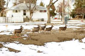 Deer in the city. Photo: (c) indykb / www.fotosearch.com