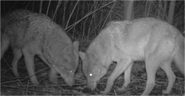 Two coyotes in a park in New York City, photographed by a motion-triggered stationary camera.  Photo credit: Gotham Coyote Project