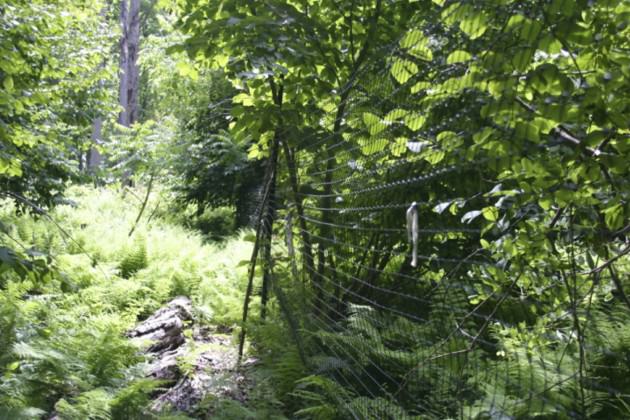 The forest area on the right side of the photo is protected by a mesh fence and supports a dense stand of young trees.  The area on the left is frequented by deer and supports a much lower density of trees with extensive cover of ferns and exotic shrubs.  Photo credit: Bill Schuster, Black Rock Forest