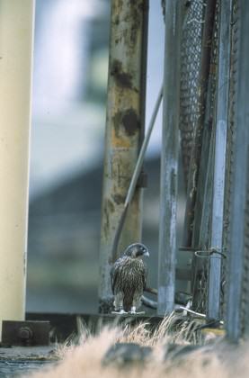 Skulking falcon. Photo: William Hall