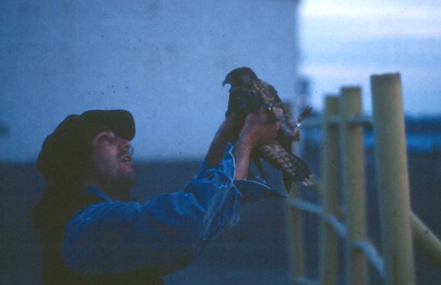 Author releasing falcon back to parents in 1996. Photo: Elisabeth Neely