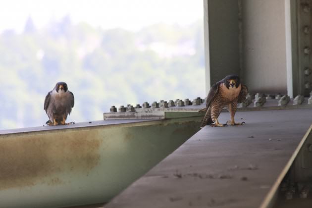 Adult falcons on the Fremont Bridge. Photo: Bob Sallinger