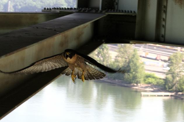 Adult falcon protecting nest during banding. Photo: Mary Coolidge