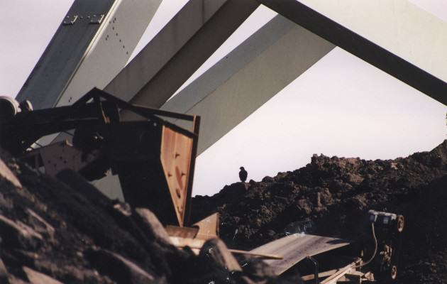 Young falcon learning to fly among the rubble. Photo: Bob Sallinger